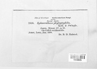 Podosphaera phytoptophila image